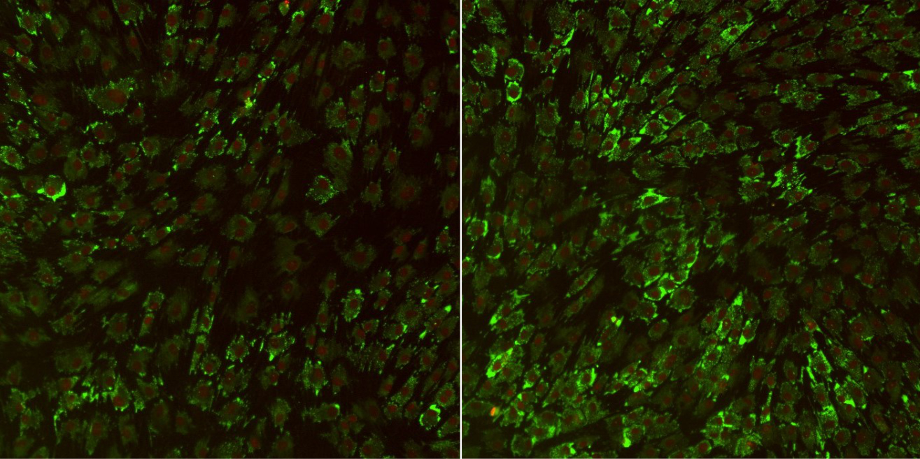 Photo of cells in regular maintenance media next a photo of cells that are supplemented.